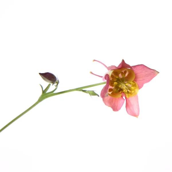 Delikatny kwiat — Zdjęcie stockowe