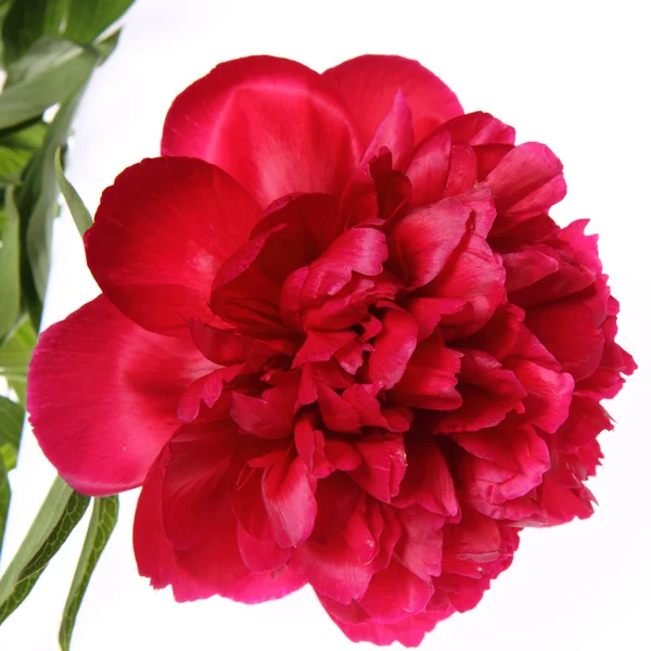 Stock image Peony flower