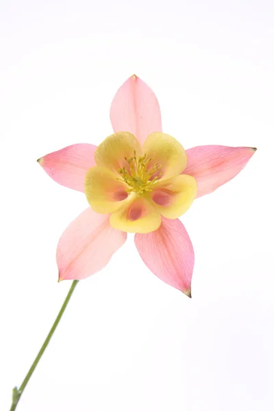 Columbine flower — Stock Photo, Image