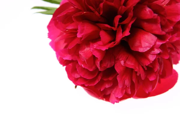 Piwonia kwiat — Zdjęcie stockowe