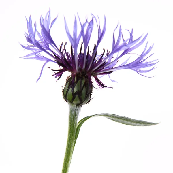 stock image Cornflower