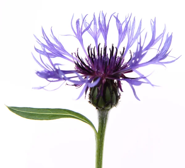 stock image Cornflower