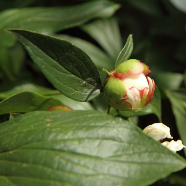 Peony bud clipart