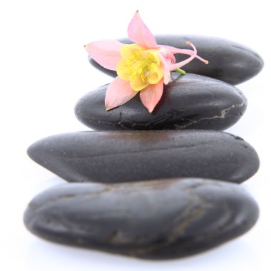 Spa taşlar üzerinde çiçek