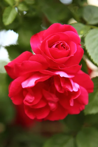 stock image Red roses