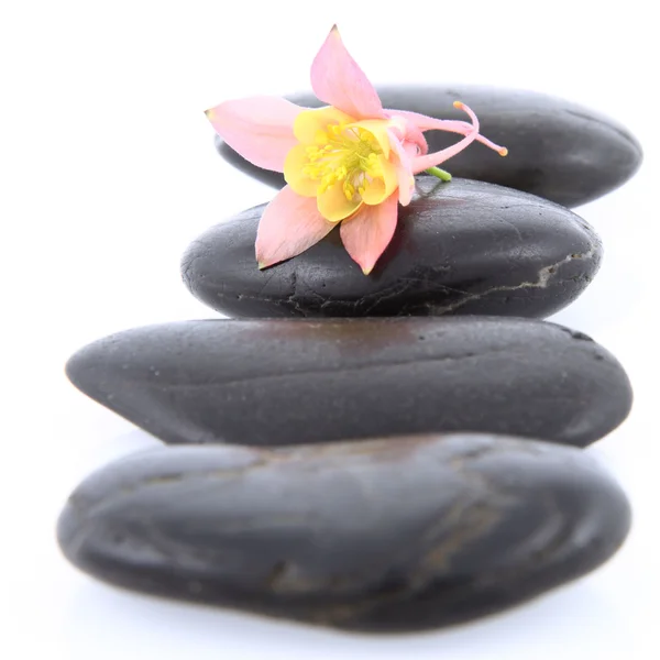Květina na wellness kameny — Stock fotografie