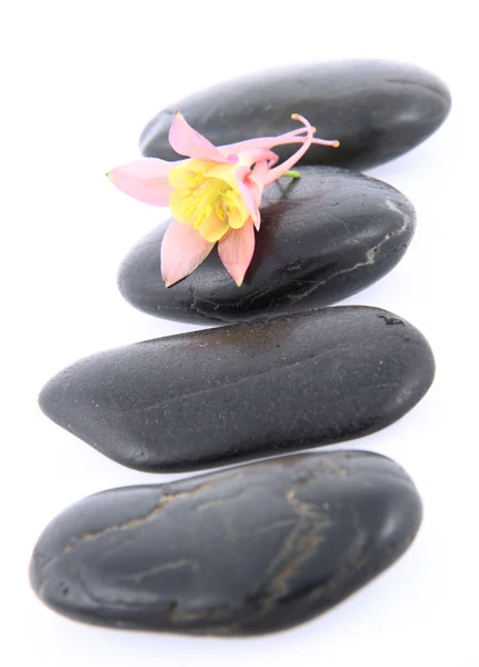 Blomma på spa stenar — Stockfoto