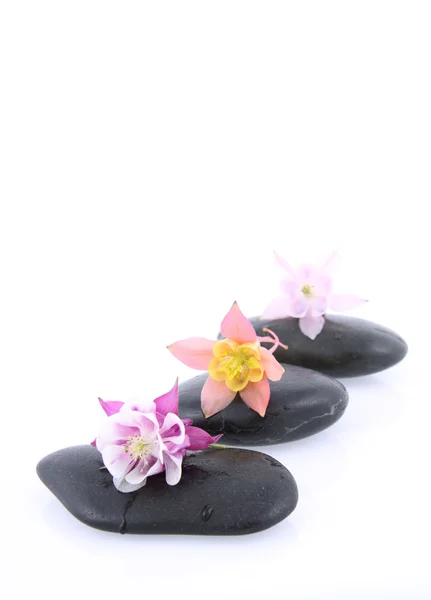 Spa stones and flowers — Stock Photo, Image