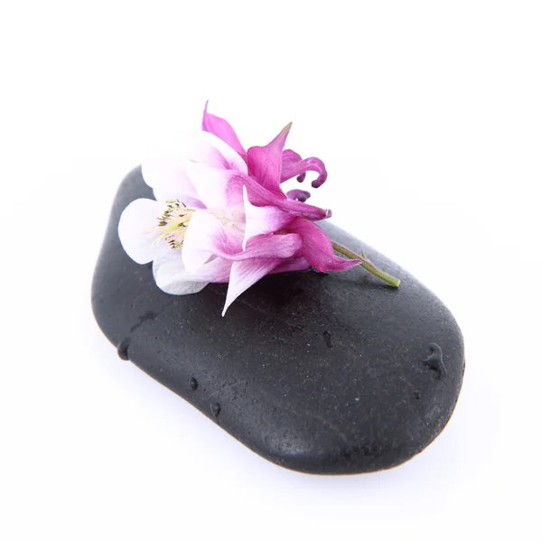 Flower on a Spa Stone — Stock Photo, Image