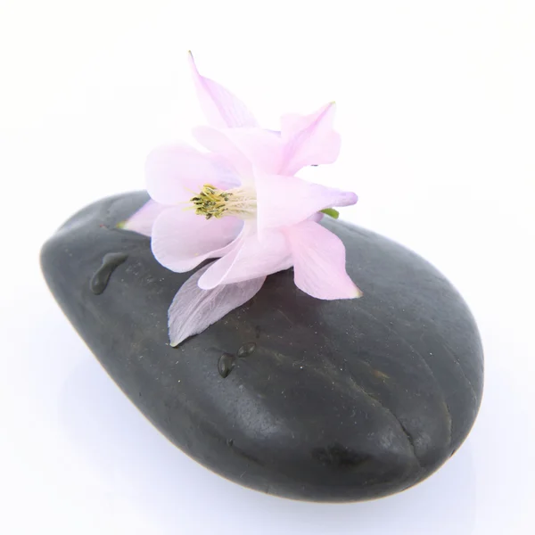 Flower on a Spa Stone — Stock Photo, Image