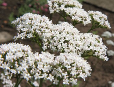 Valerian bloemen bloeien
