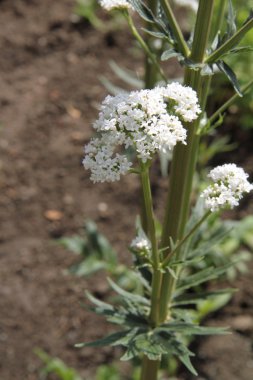 Valerian flowers blooming clipart