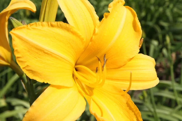 stock image Daylily