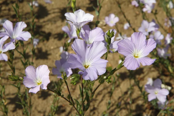 Linum