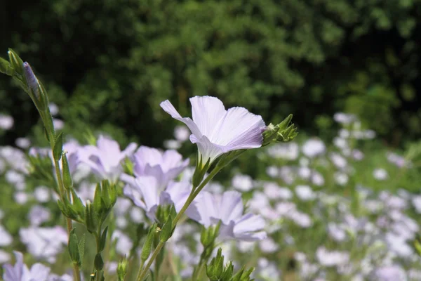 stock image Linum