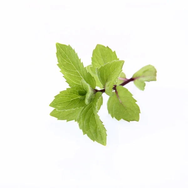Mint twig — Stockfoto