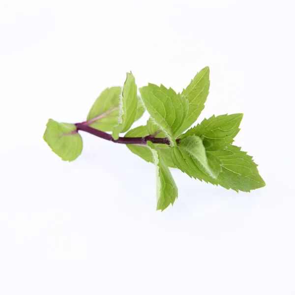 Mint twig — Stockfoto