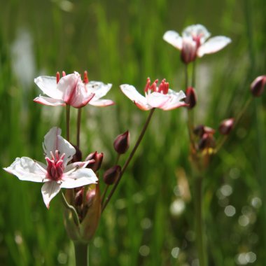 Butomus umbellatus