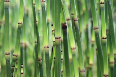 Horsetails clipart