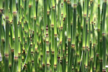 Horsetails