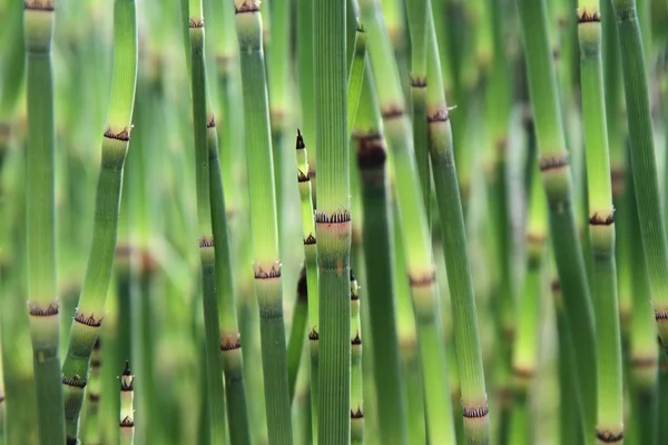 stock image Horsetails