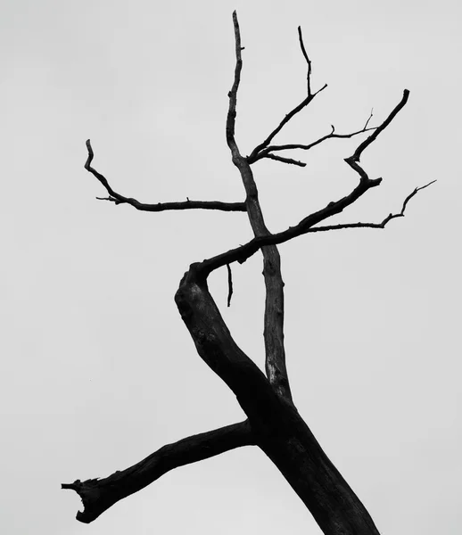 Ağaç üst — Stok fotoğraf