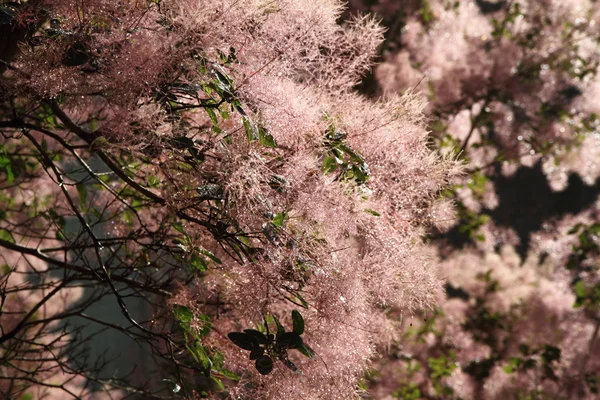 stock image Eurasian smoketree