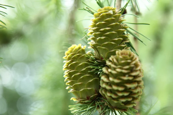 Cones — Fotografia de Stock