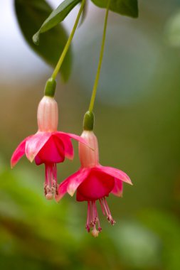 Fuchsia clipart