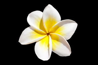 Frangipani çiçek