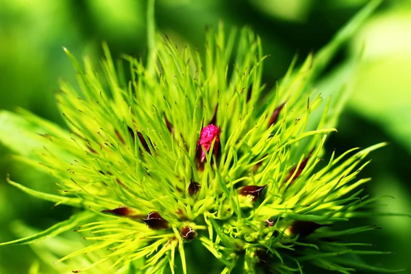 Makro zelený květ — Stock fotografie
