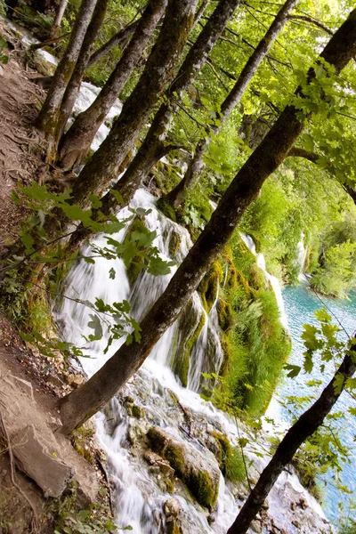 Чистою річкою - озеро Plitvicka, Хорватія — стокове фото