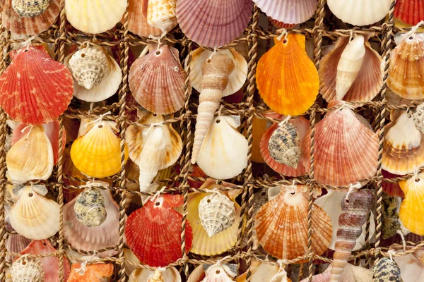 stock image Beauty colorful shells.