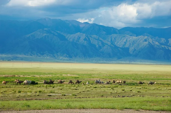 stock image Caravan of camels