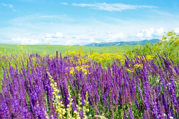 stock image Summer landscape