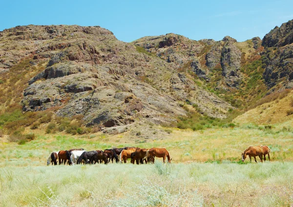 Herd of horses among mountains — Stock Photo, Image