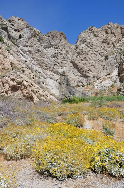 Desert wildflowers — Stock Photo, Image