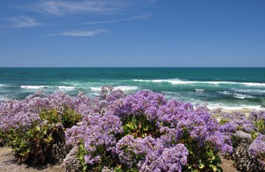 Flowers on the beach clipart