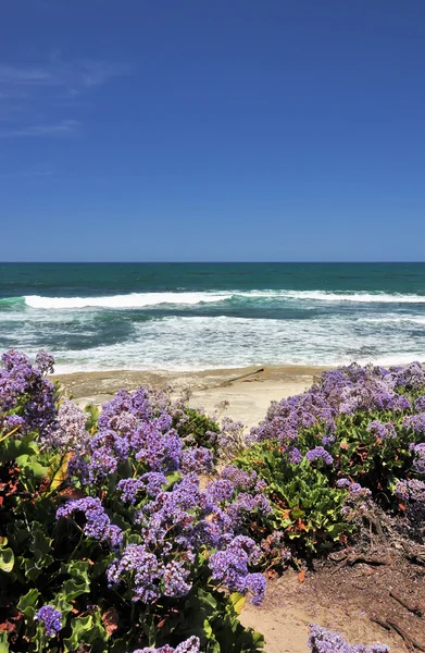 Flores de playa — Foto de Stock