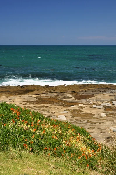 Plaża kwiaty — Zdjęcie stockowe