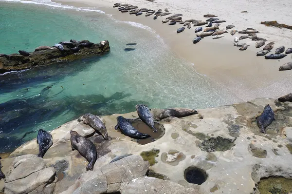 Seals on the beach Stock Photo