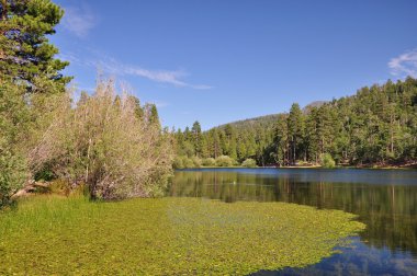 Jenks Lake