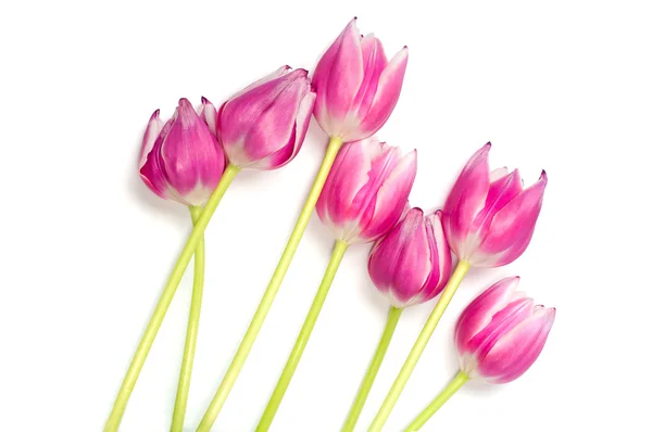 Closeup of bouquet of pink tulips — Stock Photo, Image