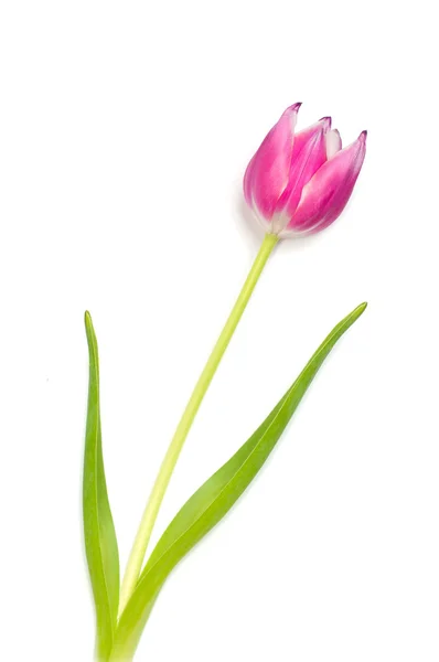 stock image Closeup of bouquet of pink tulips