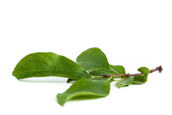 stock image Plum leaves brunch