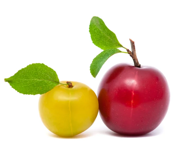 Due prugne fresche con foglie — Foto Stock