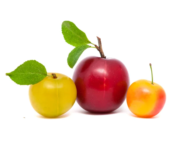 Tre prugne fresche con foglie — Foto Stock