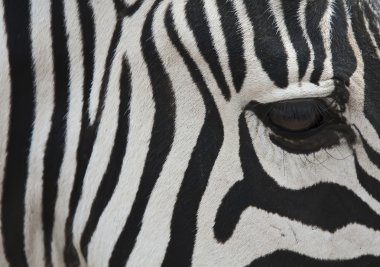 Zebra portre