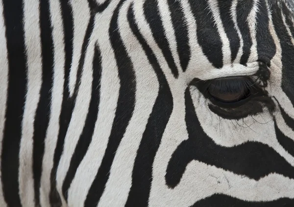 stock image Zebra closeup