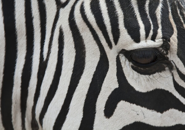 Close up photograpy of a zebra